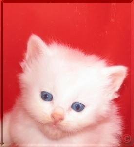 Chaton blanc