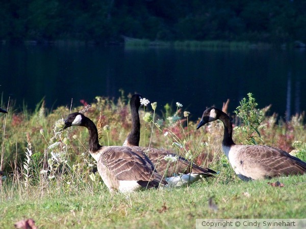 geese