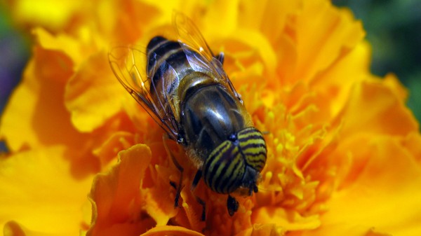 Bee201 copy