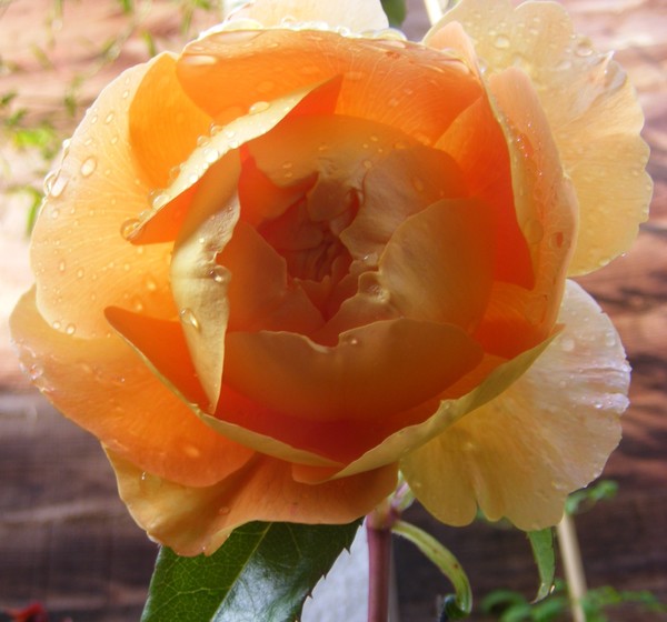 Raindrops on Roses