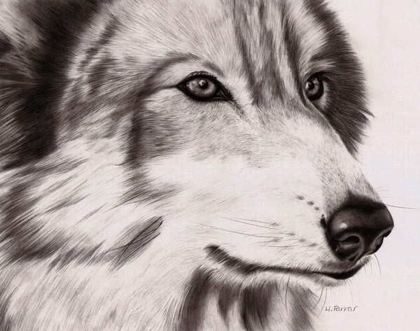 Wolf portrait