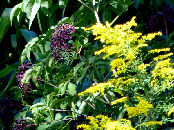 Along Side The Berries
