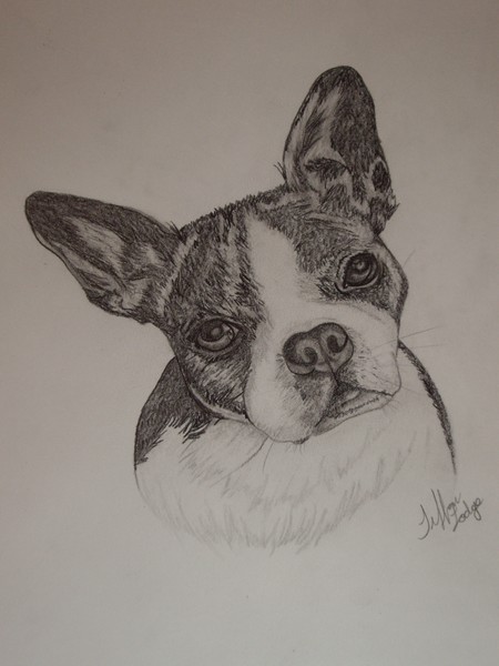 boston_terrier