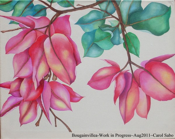 Bougainvillea
