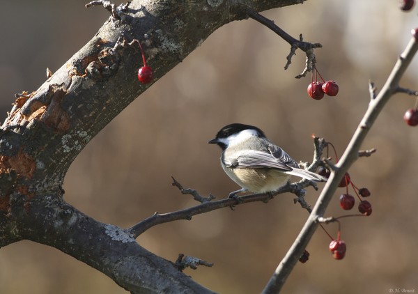 Natures Small Wonder