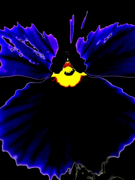 FLOWER 81