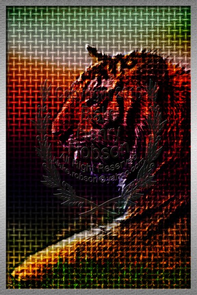 Tiger Cage Edit