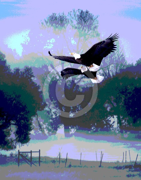 eagles