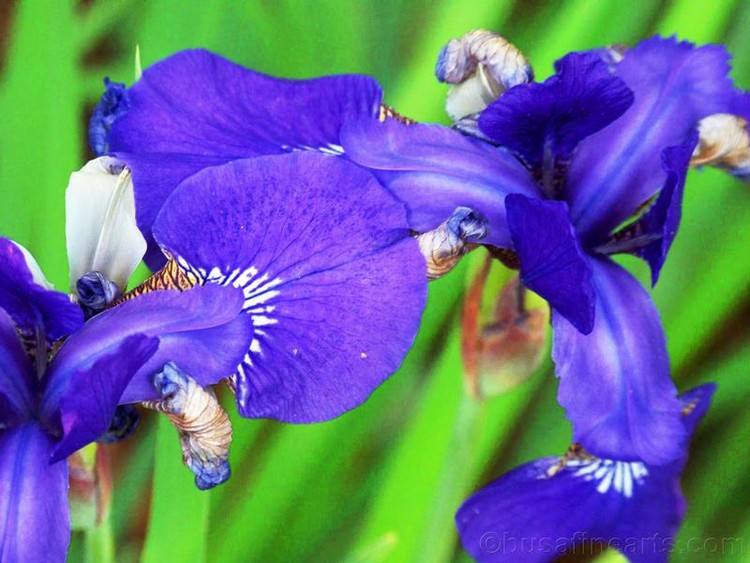 Blue and Green