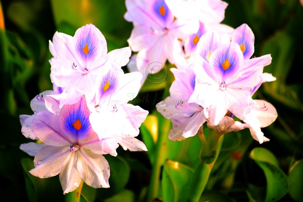 flora2