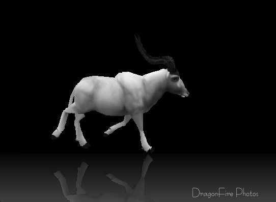 Addax on Stage