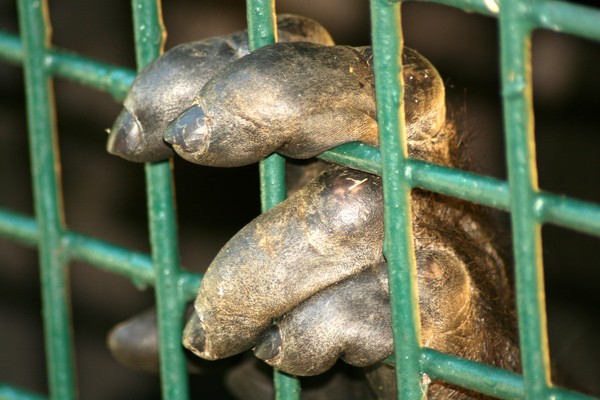 Gorilla's Hand