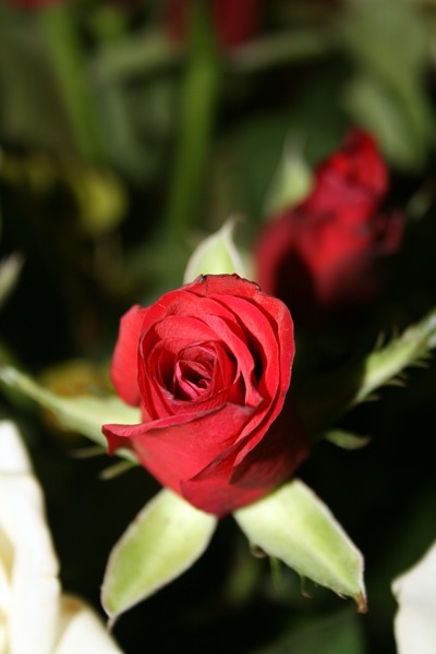 Red Rose