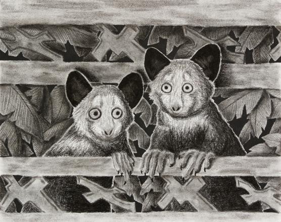 Aye-aye