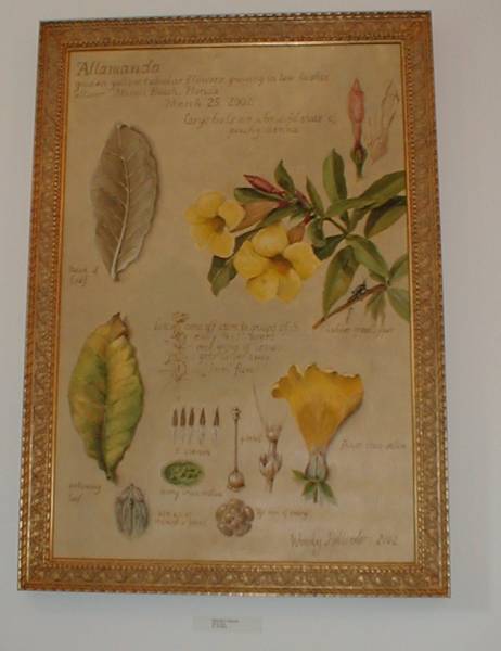 Allamanda