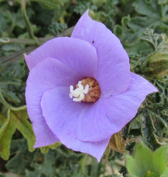 A FLOWER FOR CASSIE