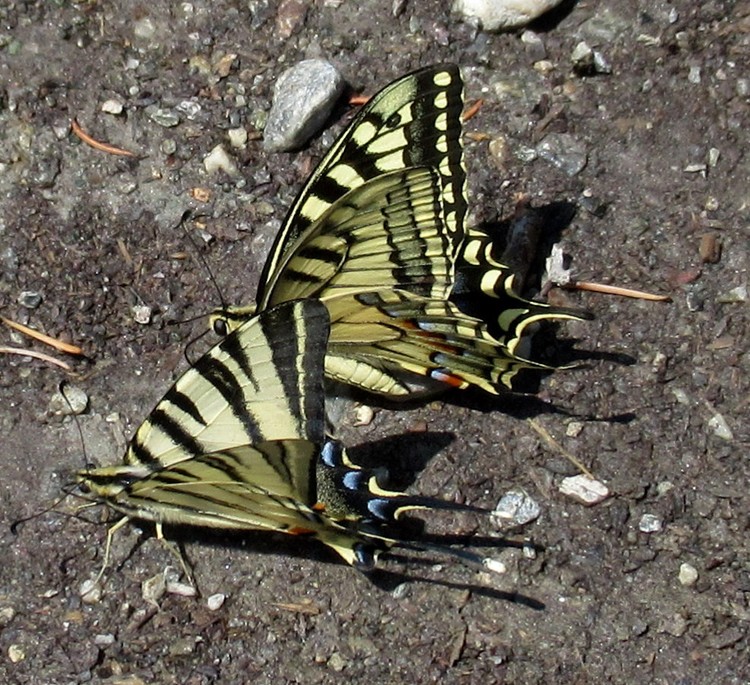 FLAMBE + MACHAON