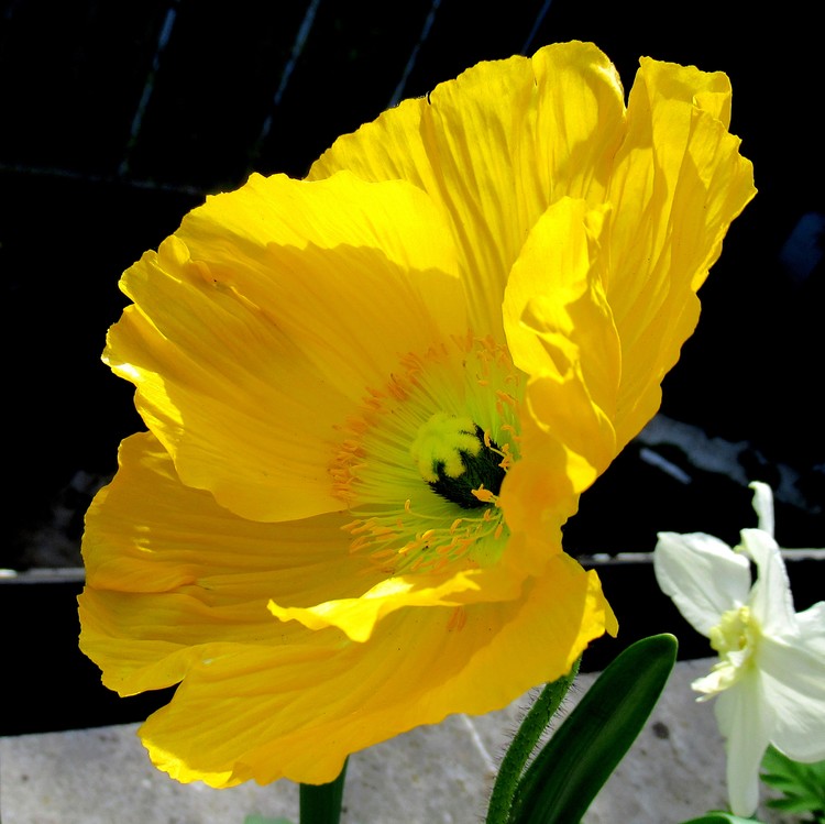YELLOW POPPY
