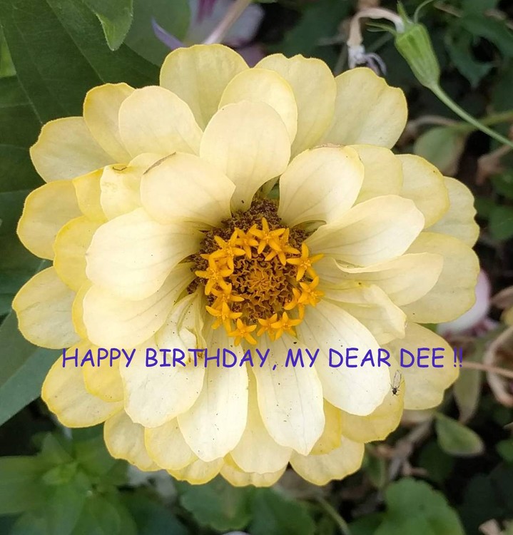 HAPPY BIRTHDAY, MY DEAR DEE !!!!