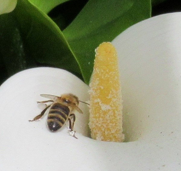 WORKING BEE ON AN ARUM