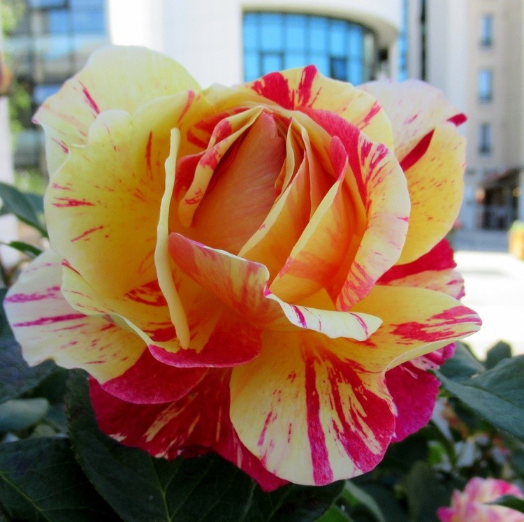 HYBRIDE ROSE