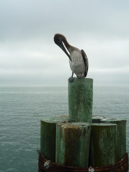 Preening Pelican