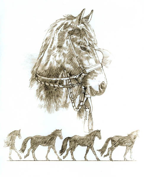 HORSE WALK