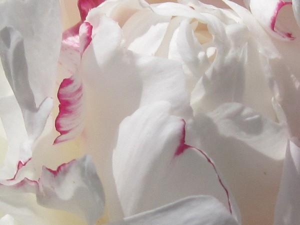 White Flower