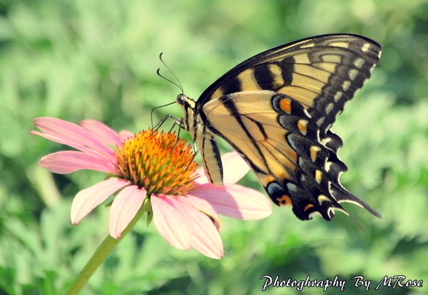 Beauty with Wings