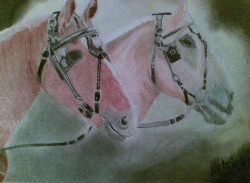 Beautiful horses