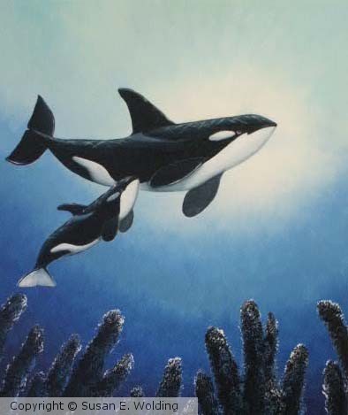Killer Whales at reef