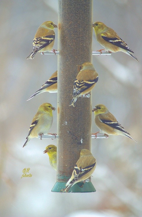 Goldfinch feeder