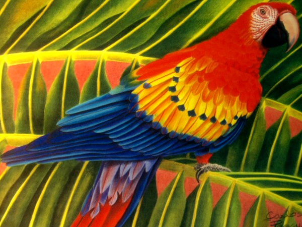 Scarlet Macaw