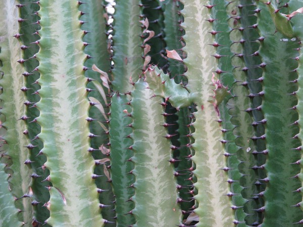 cactus