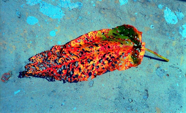 Leaf