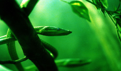 Green snakes