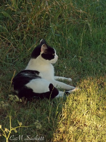 Tom2