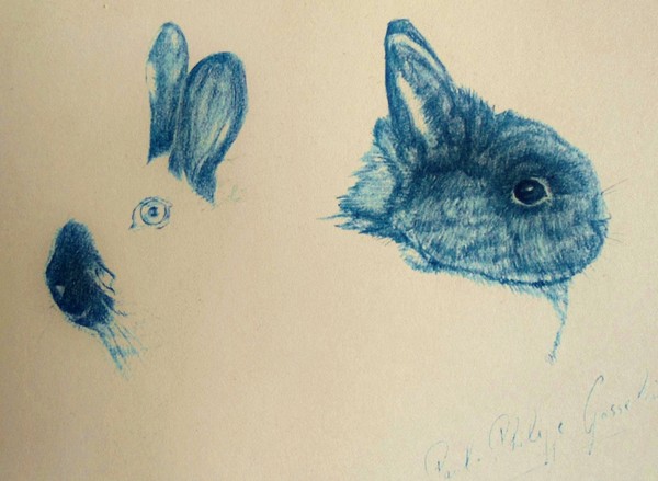 Rabbit cups