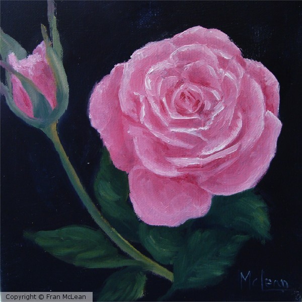 Pink Rose with Bud