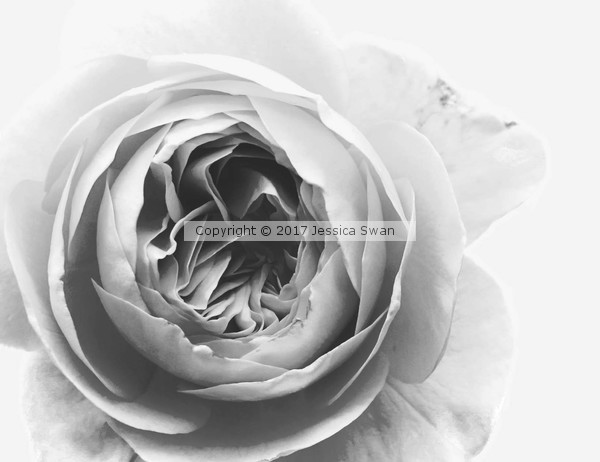 Cambria Rose