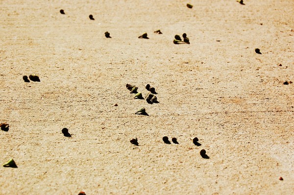 Fallen seeds
