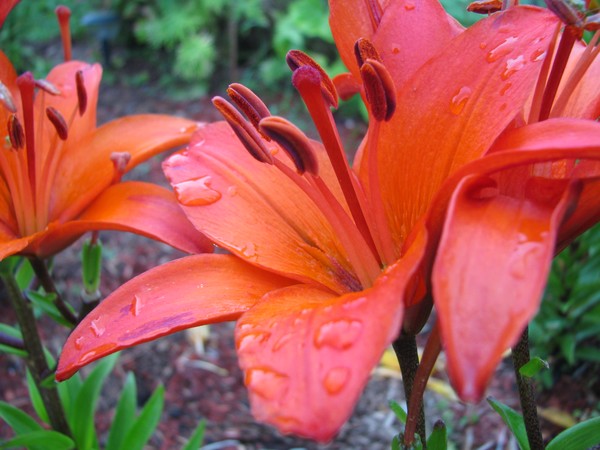 Dew Lily