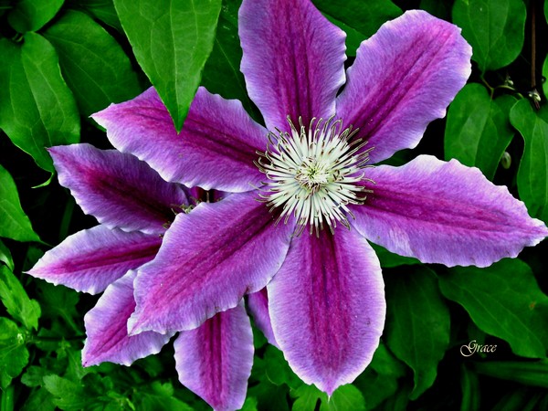 Clematis