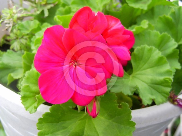 Bright Flower close up
