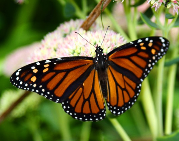 Mnarch Buterfly.  ne1017