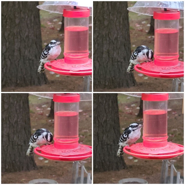 WOODPECKERS ALSO