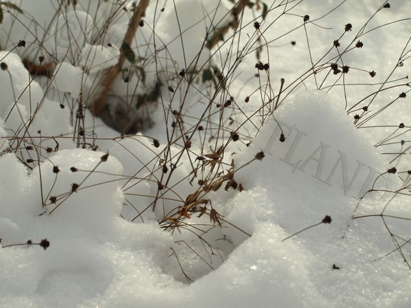 Snow Day