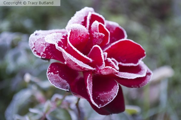 Frosty Red Rose