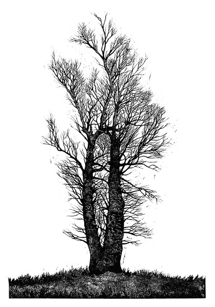 Poplar