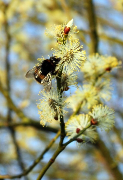 BEE2